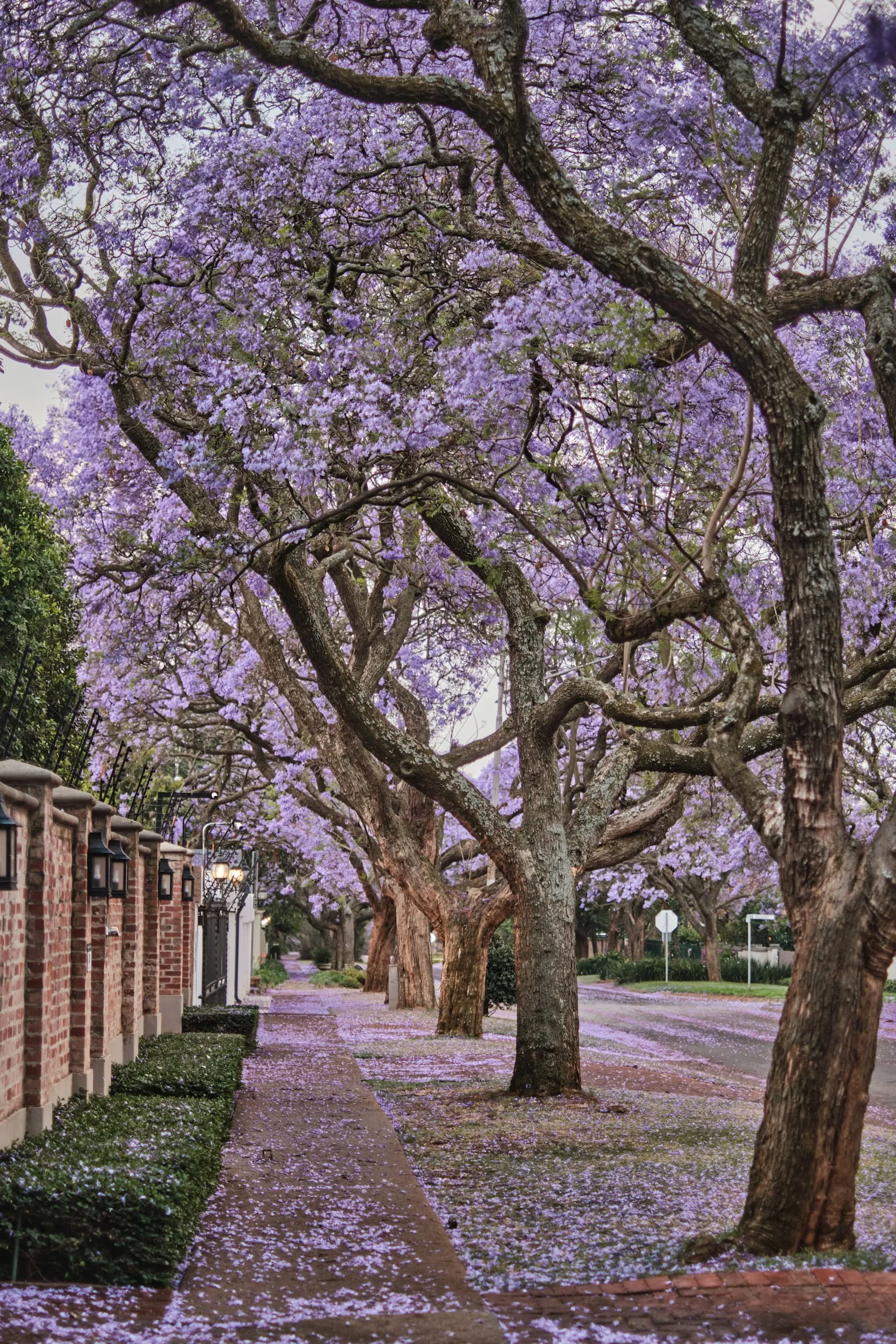 Tree-lined suburban path
