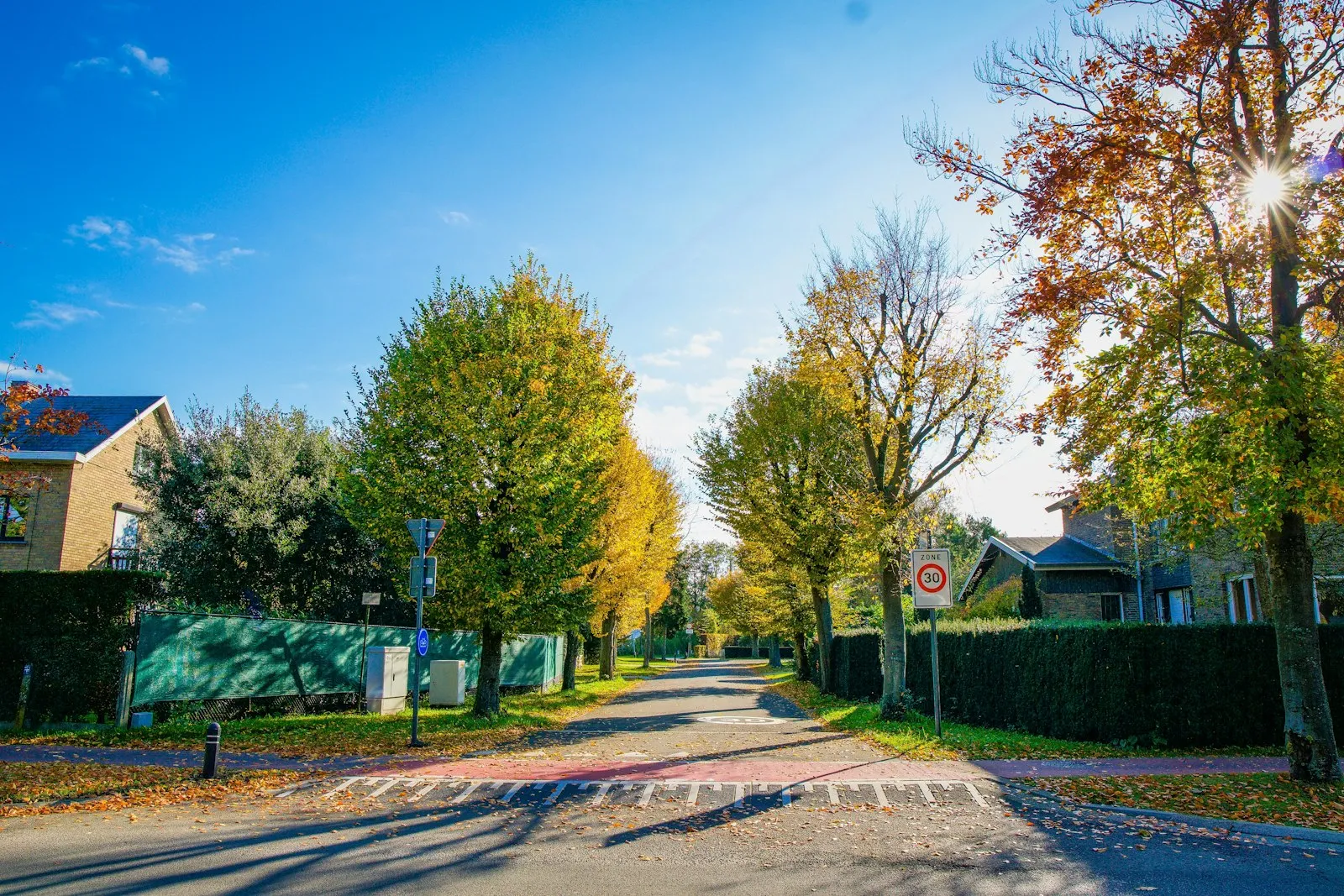 Tree-lined suburban neighborhood